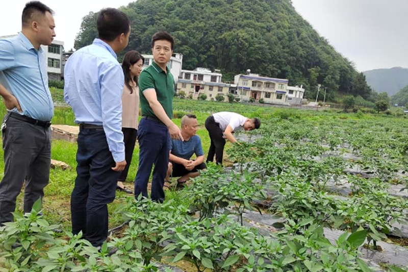 谭辉杰到种植点了解早春辣椒生长情况.jpg