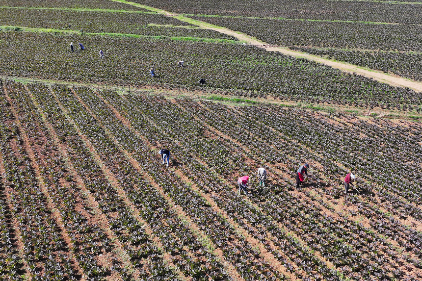 11月7日,在雙龍鎮水潮社區蔬菜種植基地,務工群眾在給紅萵筍除草。