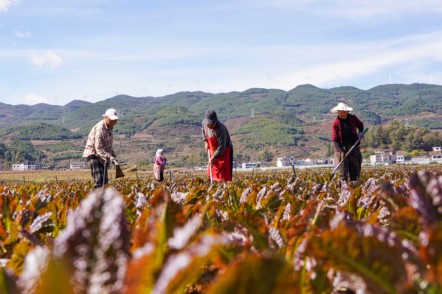 11月7日，在双龙镇水潮社区蔬菜种植基地，务工群众在给红莴笋除草。