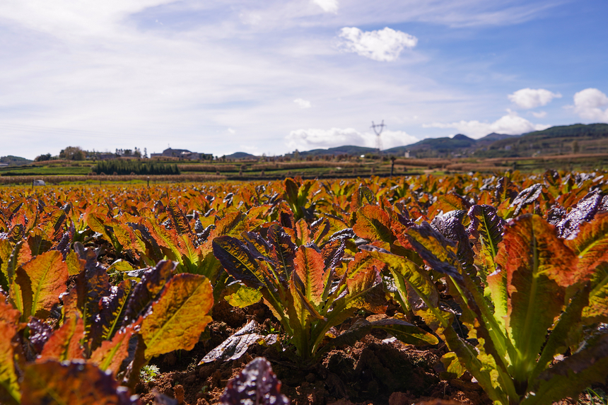 11月7日，在雙龍鎮水潮社區蔬菜種植基地，鮮嫩的紅萵筍長勢良好。