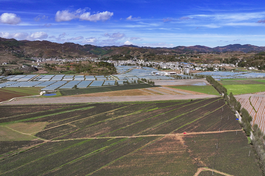 11月7日的雙龍鎮水潮社區蔬菜種植基地一角。