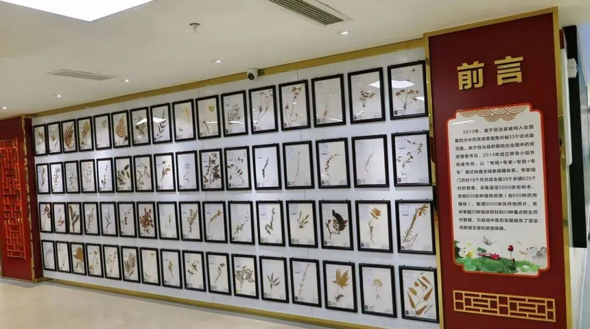 植物标本展示区。