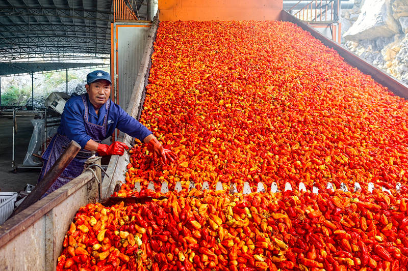 工业辣椒粗选。