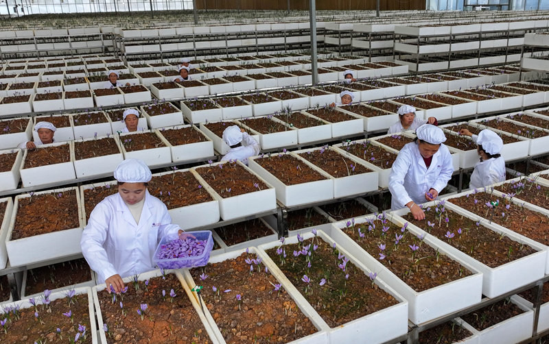 贵州省铜仁市玉屏侗族自治县朱家场镇茅坡村村民在采摘藏红花。