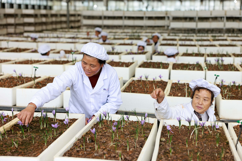 贵州省铜仁市玉屏侗族自治县朱家场镇茅坡村村民在采摘藏红花。