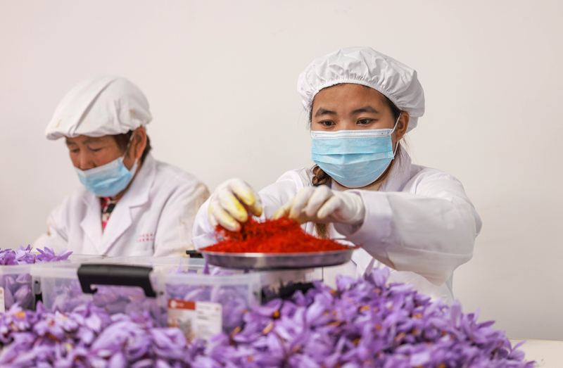 贵州省铜仁市玉屏侗族自治县朱家场镇茅坡村村民在采摘藏红花。