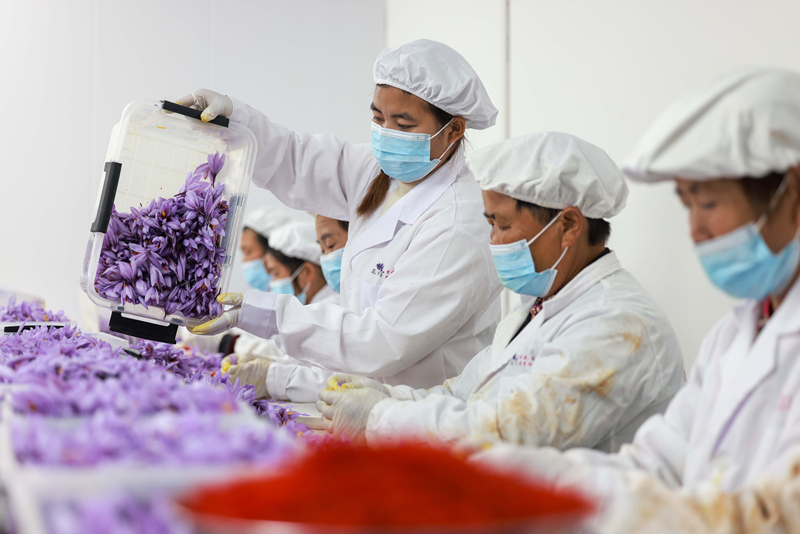 贵州省铜仁市玉屏侗族自治县朱家场镇茅坡村村民在抽取藏红花丝。