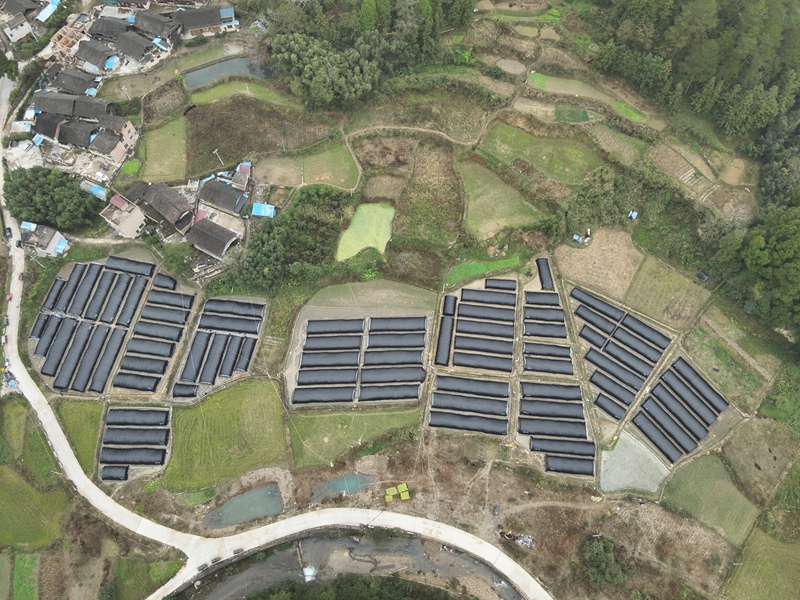 施秉县马号镇羊肚菌基地一角