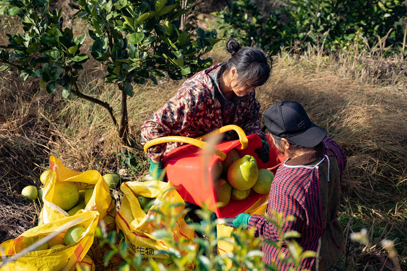 村民採摘打包香柚。