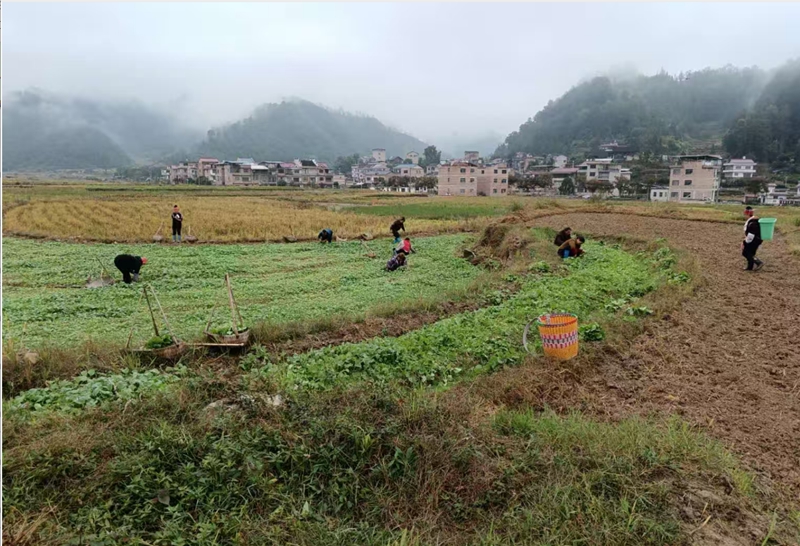 施秉县马号镇群众在移栽油菜。