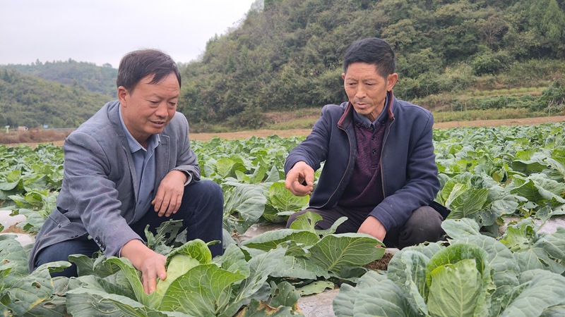 蔬菜種植大戶正查看蓮花白長勢。
