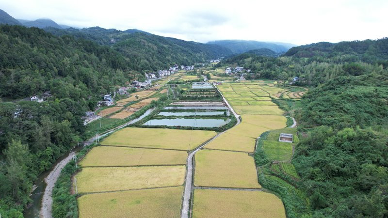 洋溪镇水稻种植基地。