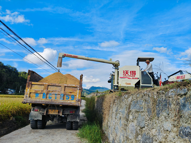 正在收割稻谷。