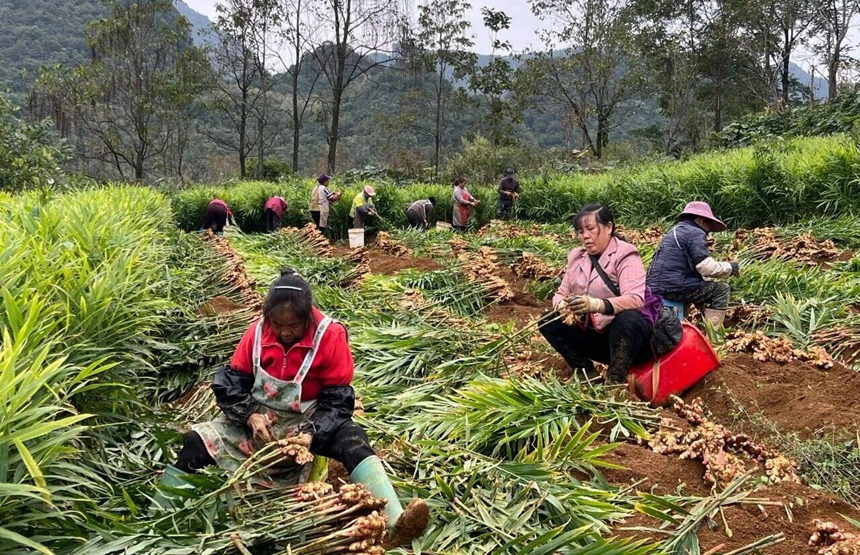 村民正在采摘生姜.jpg