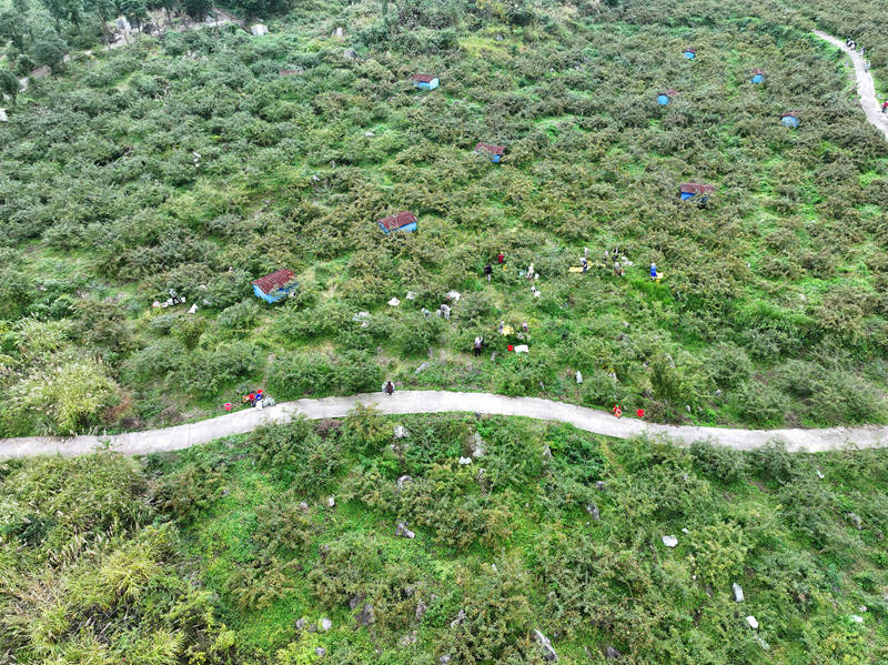 金刺梨喜獲豐收 “黃金果”。