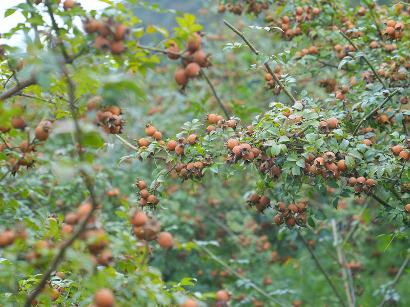 金刺梨喜獲豐收 “黃金果”。