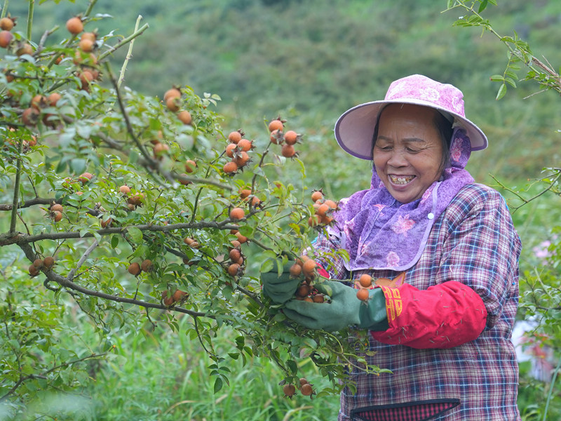 金刺梨喜獲豐收 “黃金果”。