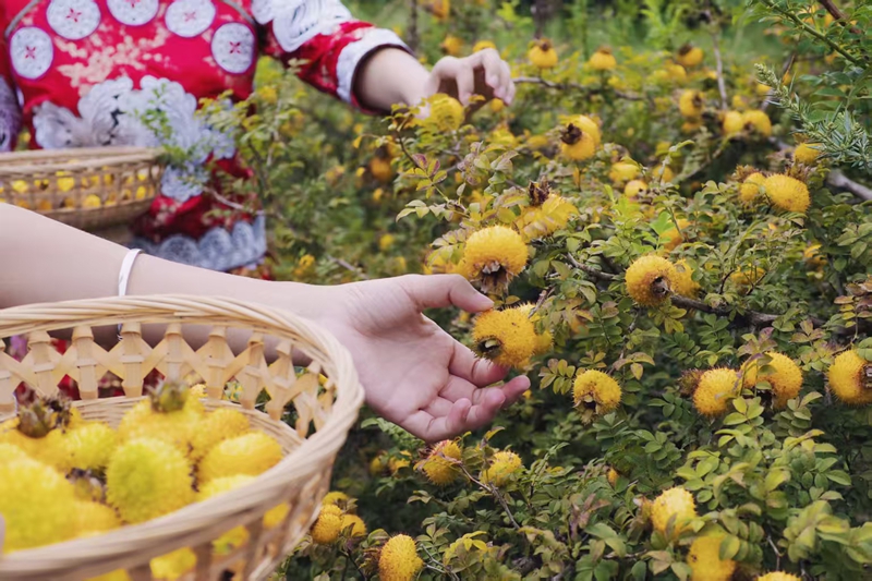 采摘成熟的刺梨。.jpg
