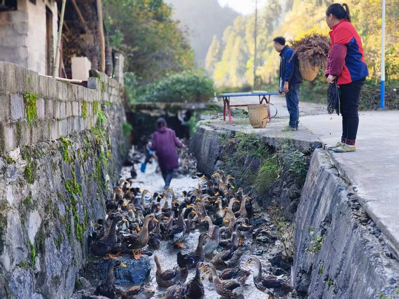 客商在马路冲村购买绿头清水鸭。