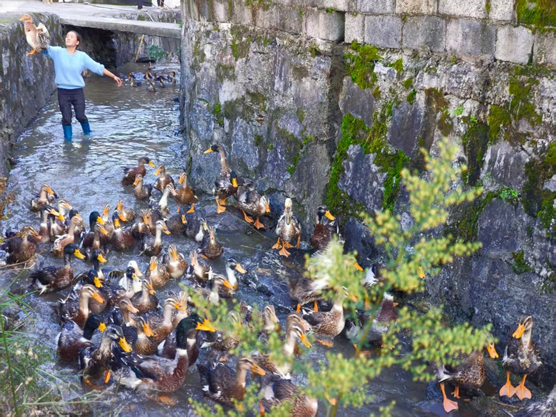 马路冲村购买绿头清水鸭在溪水中觅食。
