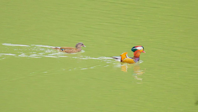 贵州印江迎来首批鸳鸯集结越冬。