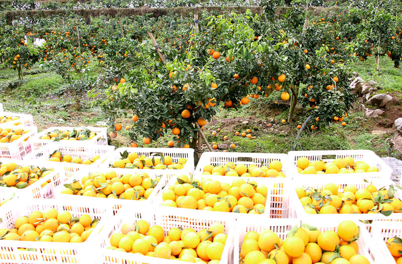 一筐筐金黄的柑橘。