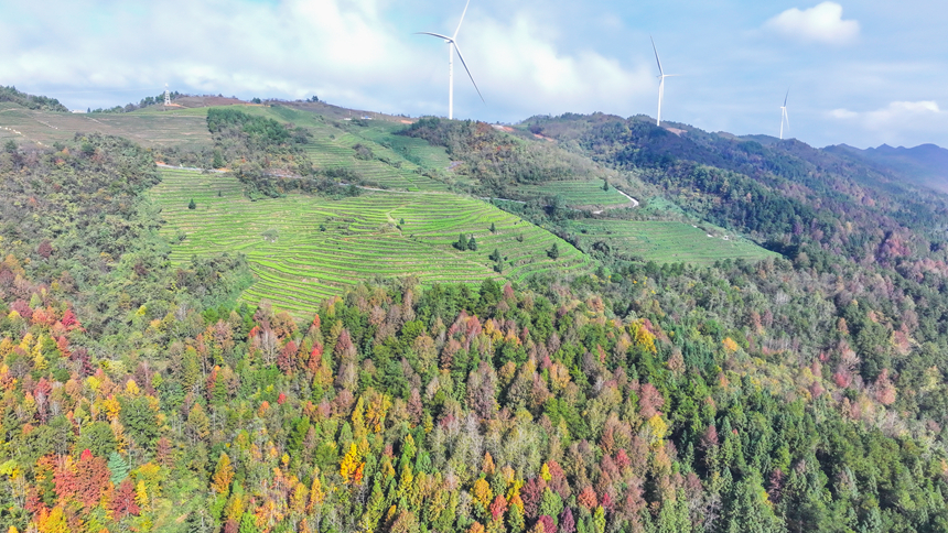 图为印江自治县沙子坡镇的万亩原生态枫林。