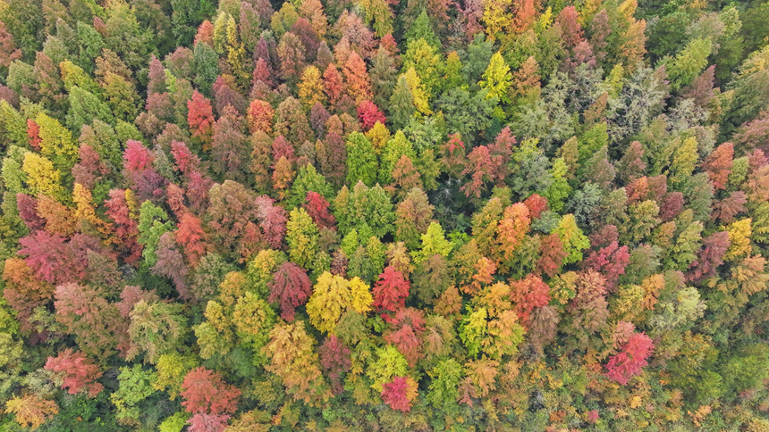 图为印江自治县沙子坡镇的万亩原生态枫林。