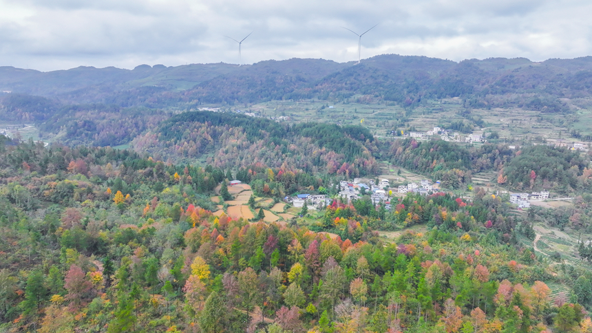 图为印江自治县沙子坡镇的万亩原生态枫林。