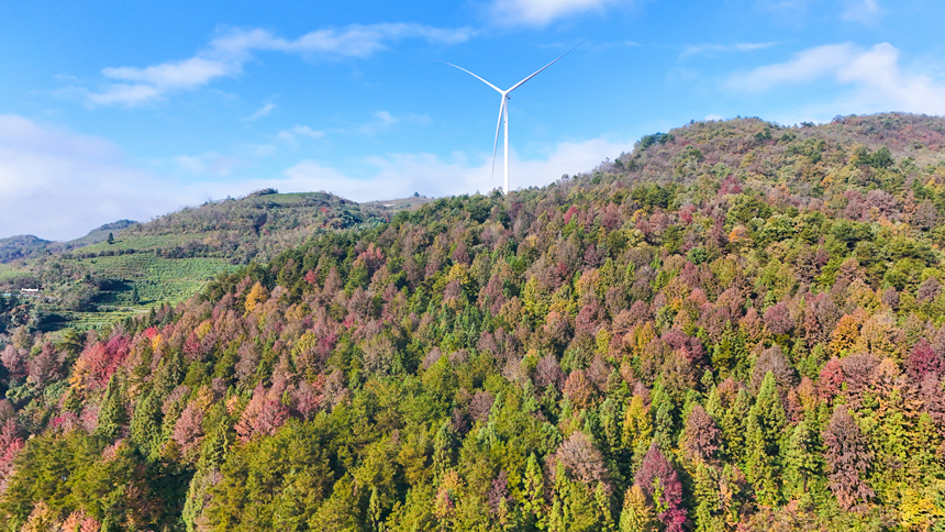 图为印江自治县沙子坡镇的万亩原生态枫林。