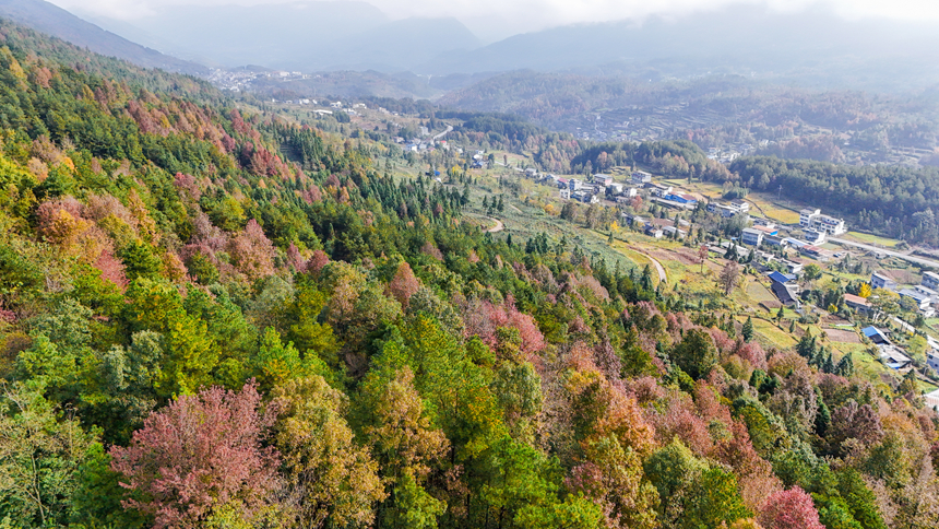 图为印江自治县沙子坡镇的万亩原生态枫林。