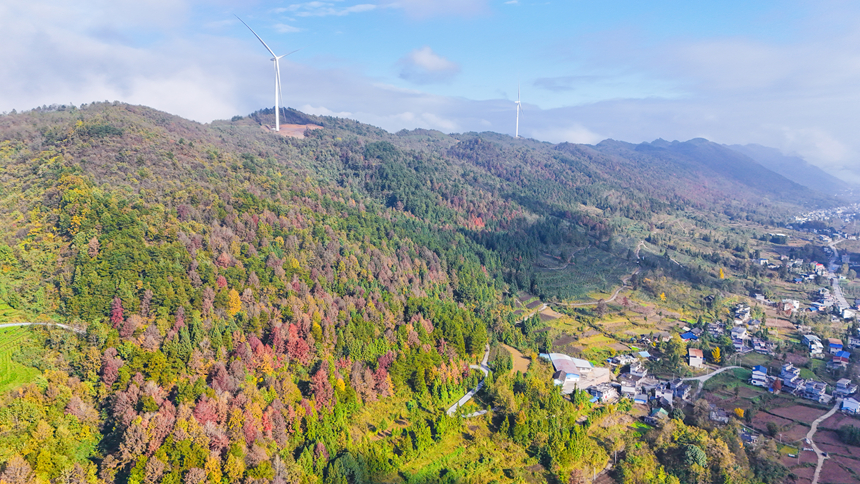 图为印江自治县沙子坡镇的万亩原生态枫林。