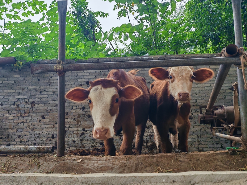 孙飞养殖牛(苏畅莉 摄).jpg