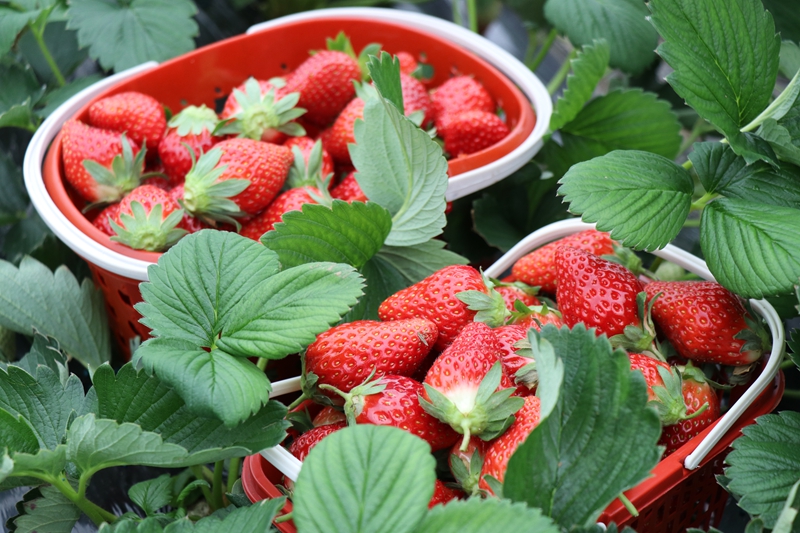 七星關區朱昌鎮雙堰塘致公果園的草莓種植基地草莓成熟上市。