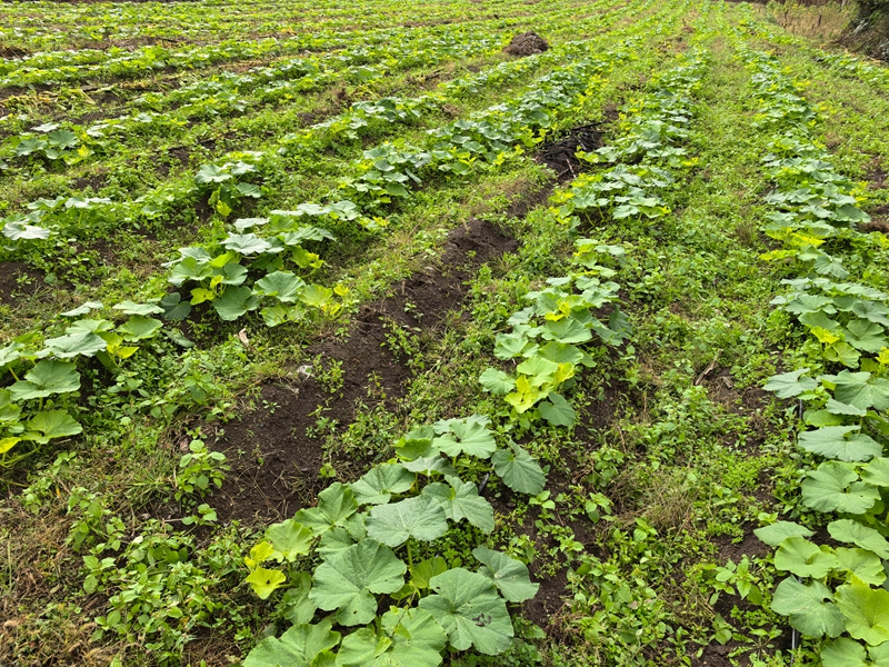 2、貝貝瓜 種植基地。.jpg