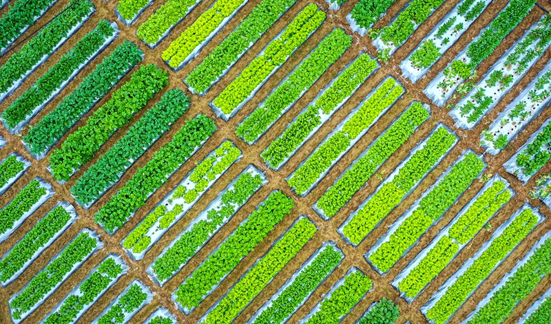 11月8日，播州区石板镇沐恩寺卓豪蔬菜示范展示基地的蔬菜长势好。