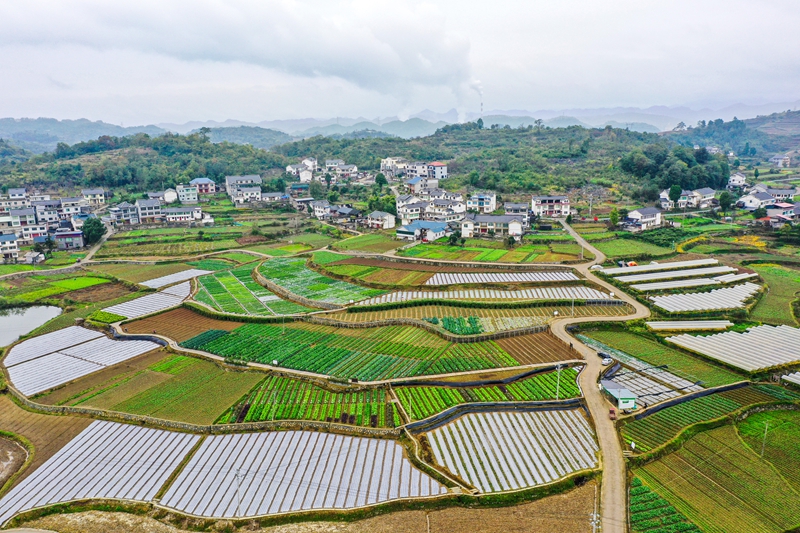 11月8日航拍播州区石板镇沐恩寺卓豪蔬菜示范展示基地建设。