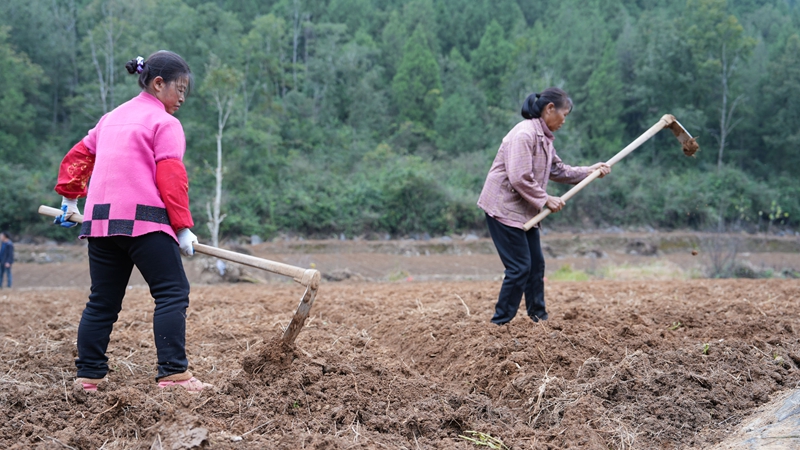 图为百合基地现场 工人在打窝.jpg
