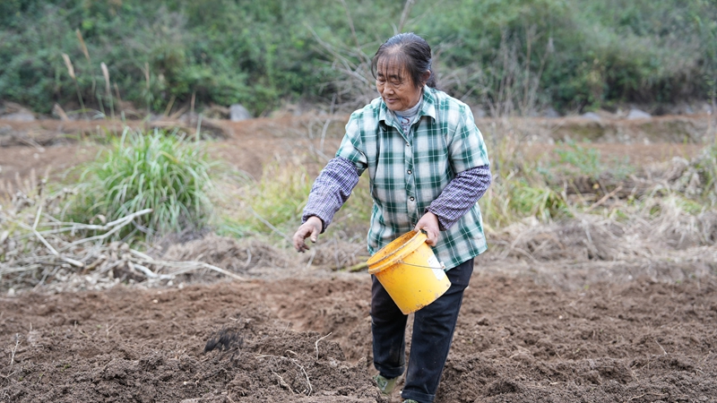 图为在百合基地现场 工人在撒肥料.jpg