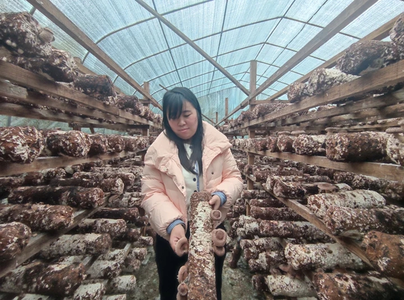 1、村民正在采摘马桑菌。