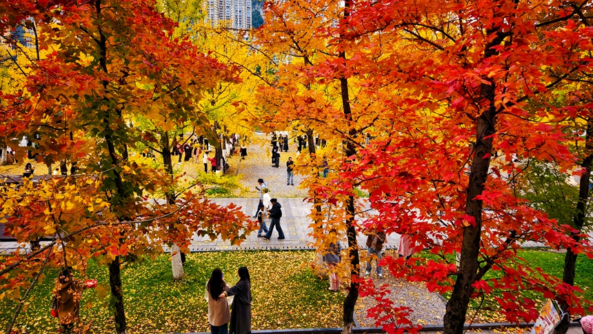 11月15日，游客在六盘水师范学院校园内游览。