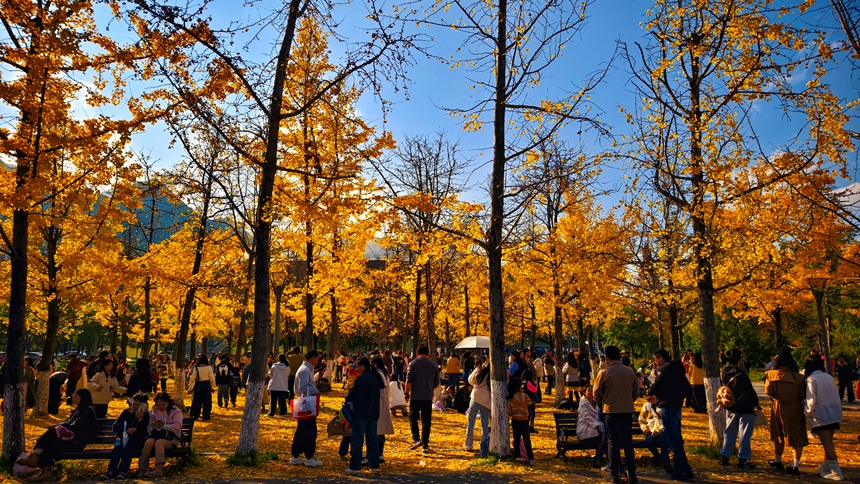 11月16日，游客在六盘水师范学院校园内游览。
