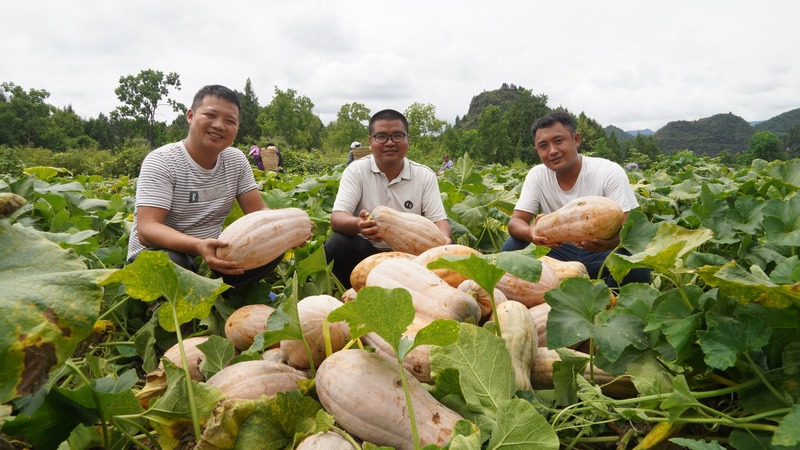 2、沿河县蜜本南瓜装进粤港澳大湾区“菜篮子”。张洪全、陈晶晶供图