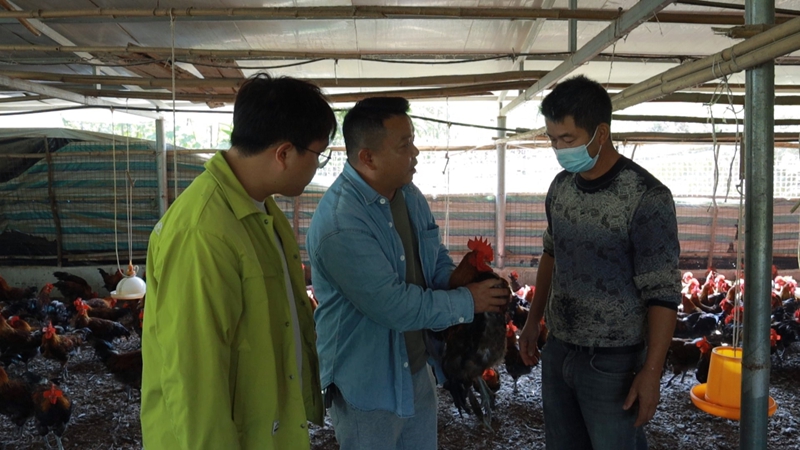 佳农公司技术员查看农户养殖情况.jpg