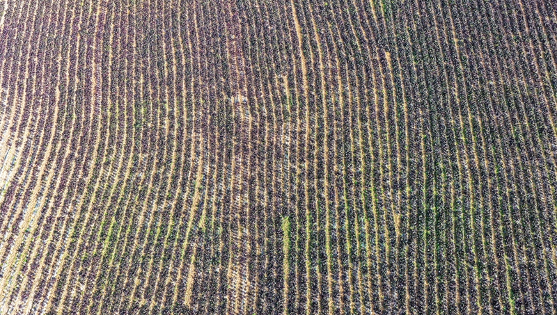 涼山社區貴州艷團俊梅農業有限公司蔬菜種植基地一角。