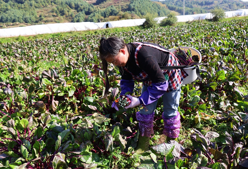 務工群眾正在採收紅菜苔。