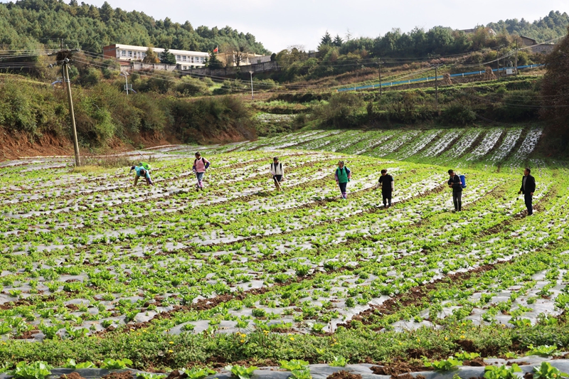 務工群眾正在為長勢良好的大白菜殺虫施肥。