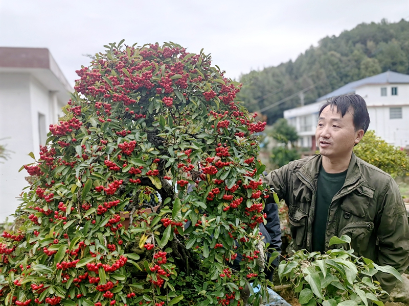 火棘缀红。