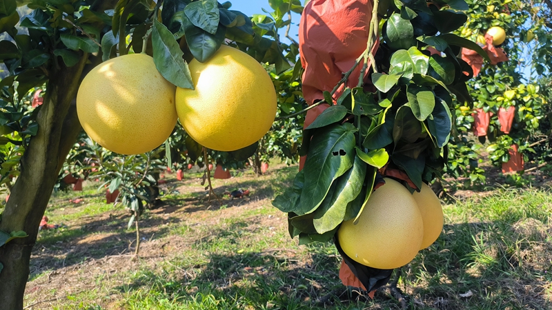 柚子迎丰收。