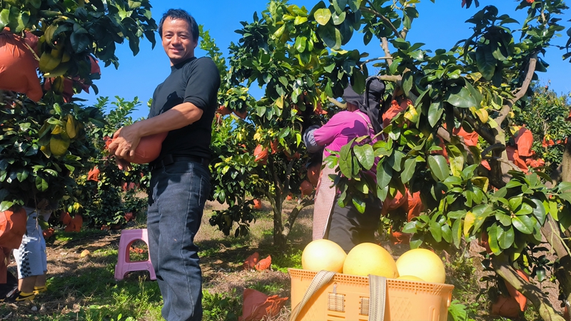 农户采摘柚子。